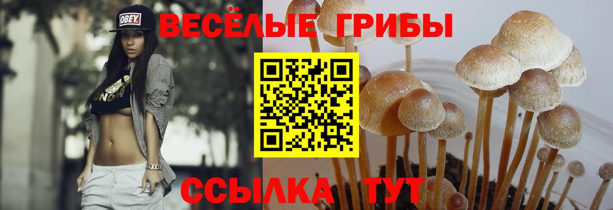 Псилоцибиновые грибы ЛСД Чернушка